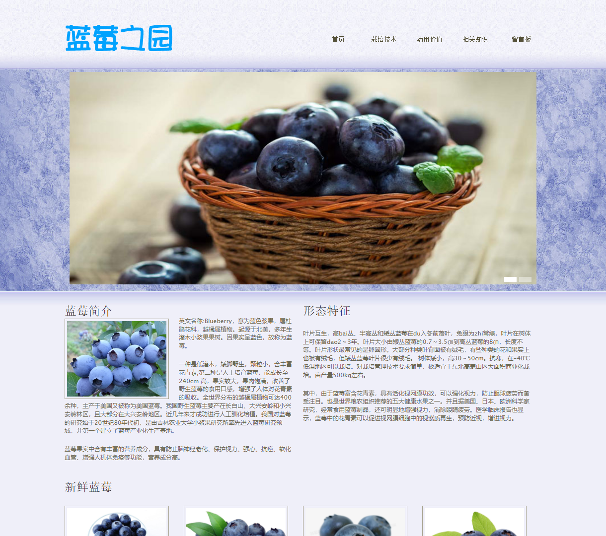 全面了解蓝莓：栽培技术、药用价值与形态特征 - 蓝莓之家